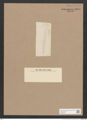 Navicula sp. (de-Toni-Nr.: Genus 1) Zeichnungen Sammlung Grunow Nr. 1378 (NHMW-BOT-W0368334)